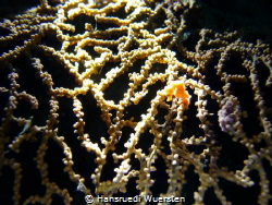 orange pygmaea seahorse by Hansruedi Wuersten 